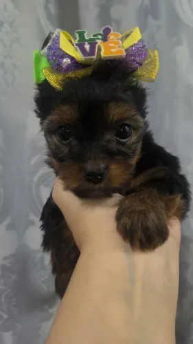 Yorkshire terrier femea