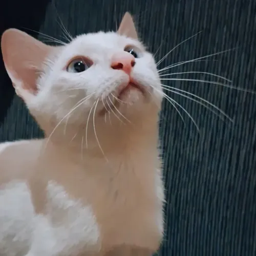 Gatinho Doce e Carinhoso para Adoção Responsável (Entrega no Local)