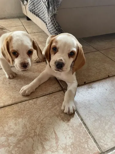 Filhote de beagle o companheiro ideal para dias mais felizes