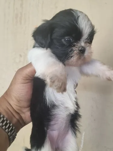 Vendo filhote shitzhu micro preta e branca