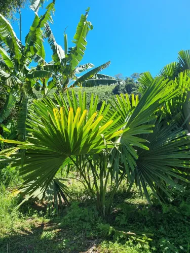 Mudas de palmeiras talipote 