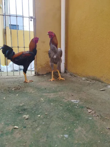 Índio gigante 