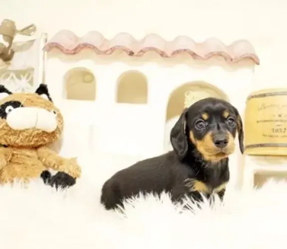 Cachorro filhote dachshund/teckel/basset/salsicha/cofap linhagem única