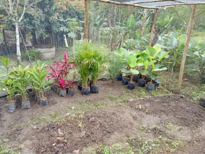 Plantas ornamentais