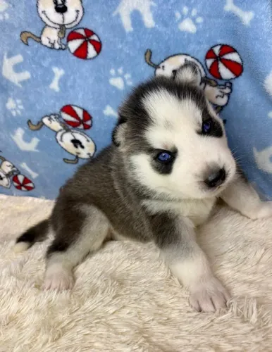 Husky siberiano prontos para novo lar
