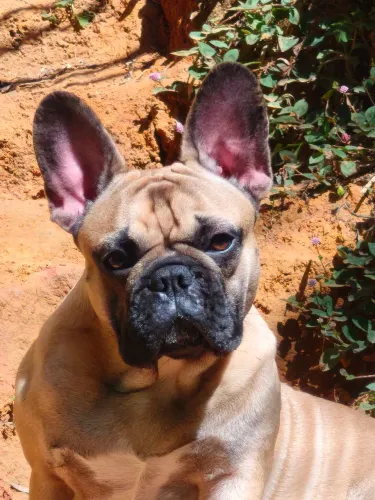 Busco fêmea de Bulldog Francês