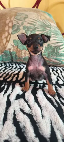 Vendo cachorrinhos Pinscher 