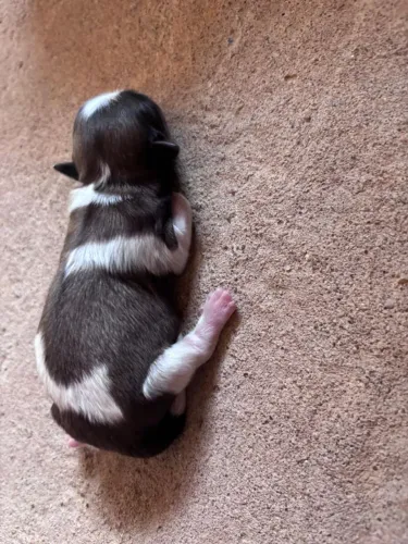 Shitzu mini macho