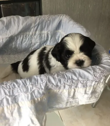 Shih Tzu Um filhotinho cheio de ternura esperando um lar