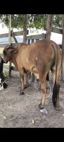 Gado, garrote, vaca, novilha 