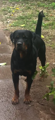 Rottweiler padreador (reprodutor)