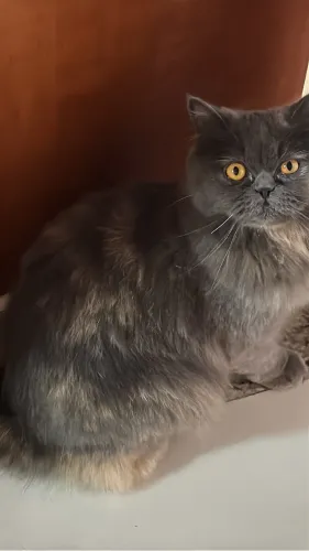 Doa se gata persa 2 anos