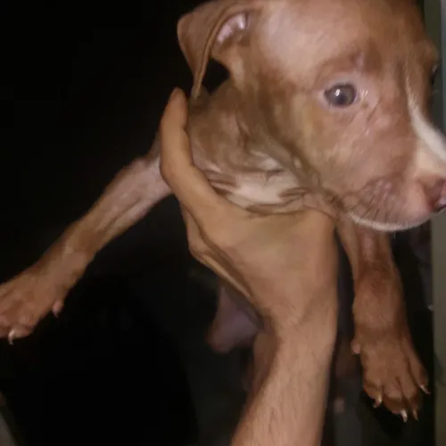 FILHOTES DE PITBULL BLACK COM RED NOSE