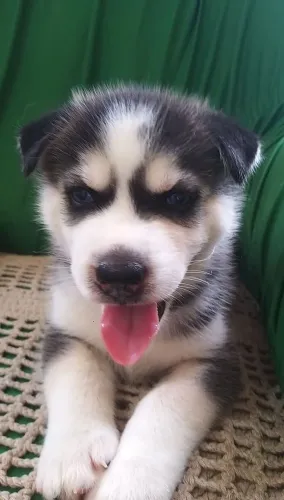 Filhotes da raça Husky siberiano puro sangue.