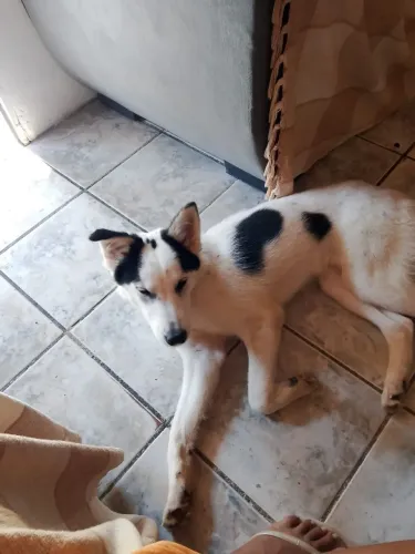 Doação de husky siberiano