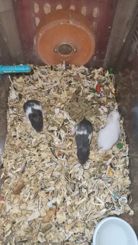 Hamister sírio pra venda...