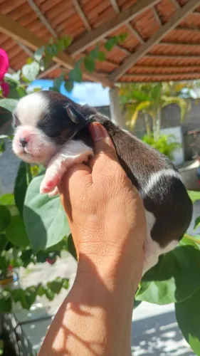 Shih tzu
