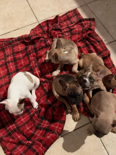 Buldogue francês 