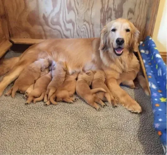 Filhotes de Golden Retriever