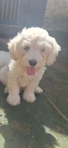 Vende-se filhote de poodle macho