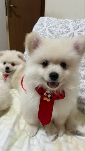 Vende-se Spitz Alemão 