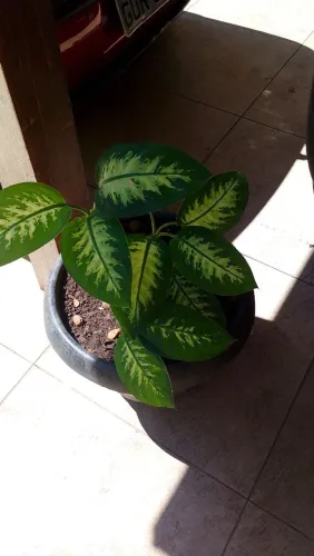 Desapego de vaso de planta