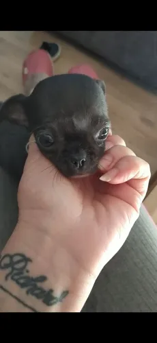Chihuahua menina top pequenina