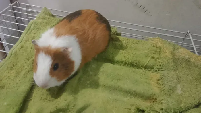 Porquinha fêmea doação