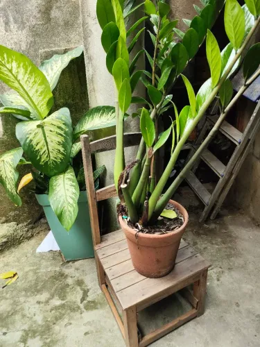 Plantas 