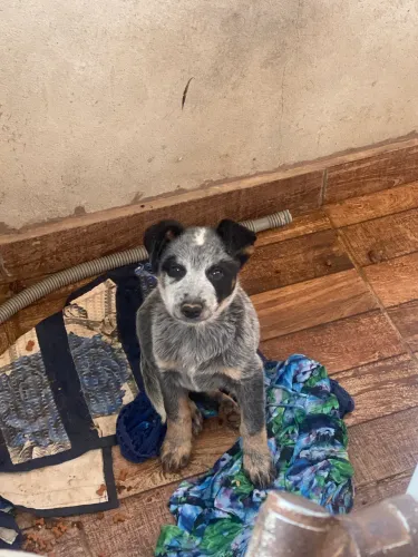 Cachorro boiadeiro