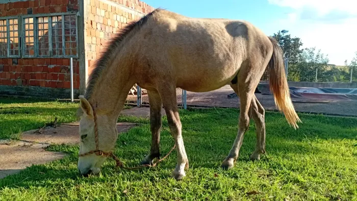 Cavalo 3 anos