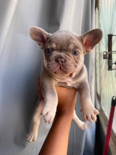Bulldog Francês - Isabela ( lilac ) tan e blue