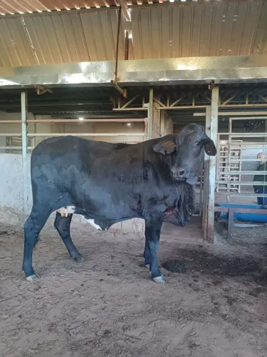 Vendo Vacas amojadas de leite e corte