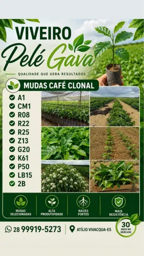 Mudas de café clonal