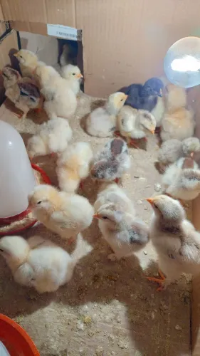 Pintinhos Brahma mestiços com carijó e caipira