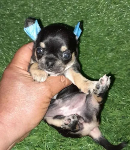 Chihuahua Black tan micro