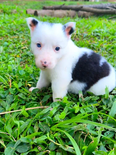 Filhote de Border Collie