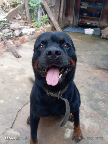 Procura-se Rottweiler fêmea para cruzar com o Thor 
