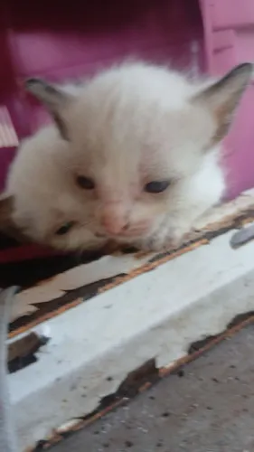 Doação de gatos siamês 