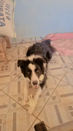 Border collie macho