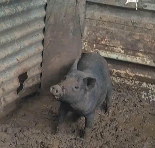 Vendo 3 leitao nilo 2 femea pra matriz e 1 macho