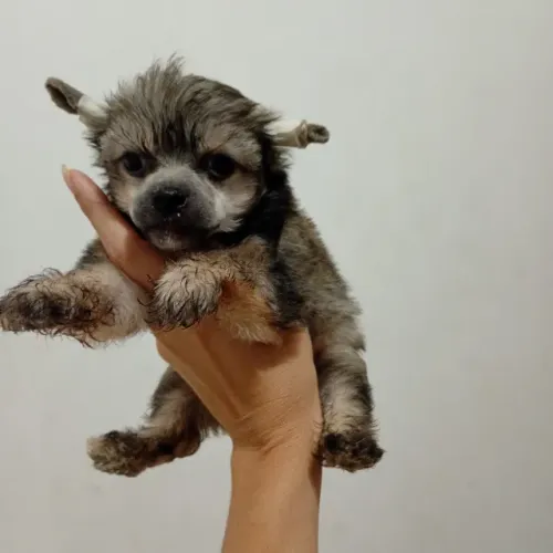 Cão de Crista Chinês Powderpuff Fêmea