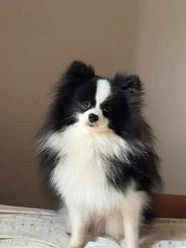 Macho vendo