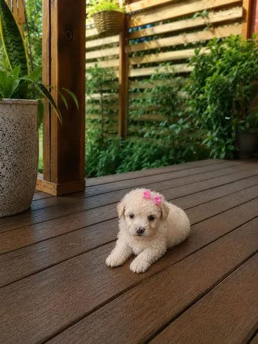 Poodle toy filhotes