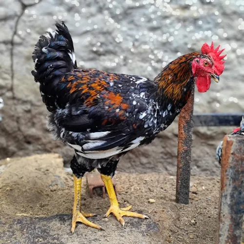 Frango GSB