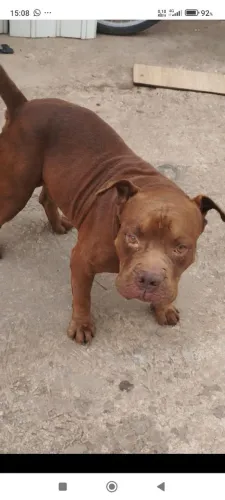 American Bully, melhor genética. Procuro fêmea para cruzar 