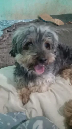Venda de poodle