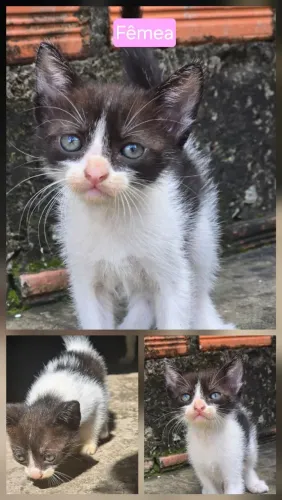 Gatos para Doação