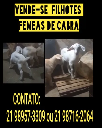 VENDE SE FILHOTE DE CABRA FÊMEA
