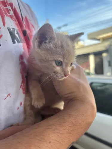 gatinho para adoção riacho fundo 1